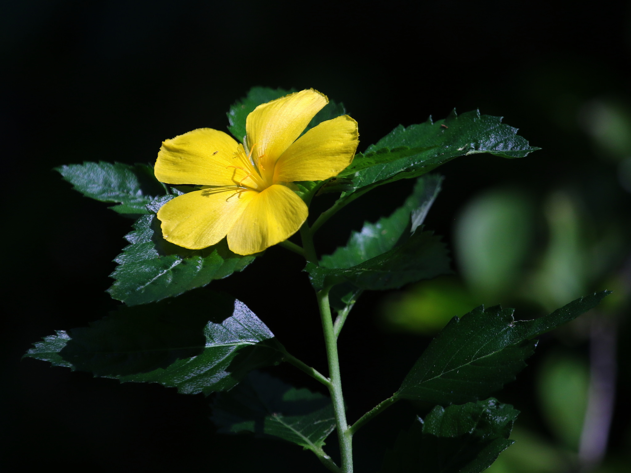 Turnera ulmifolia  